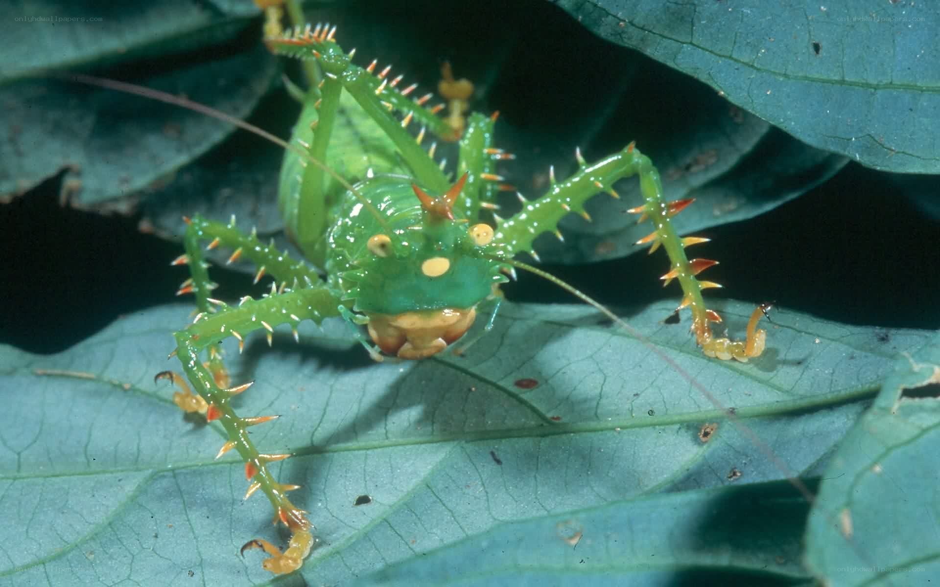 spiny green katydid on leaf