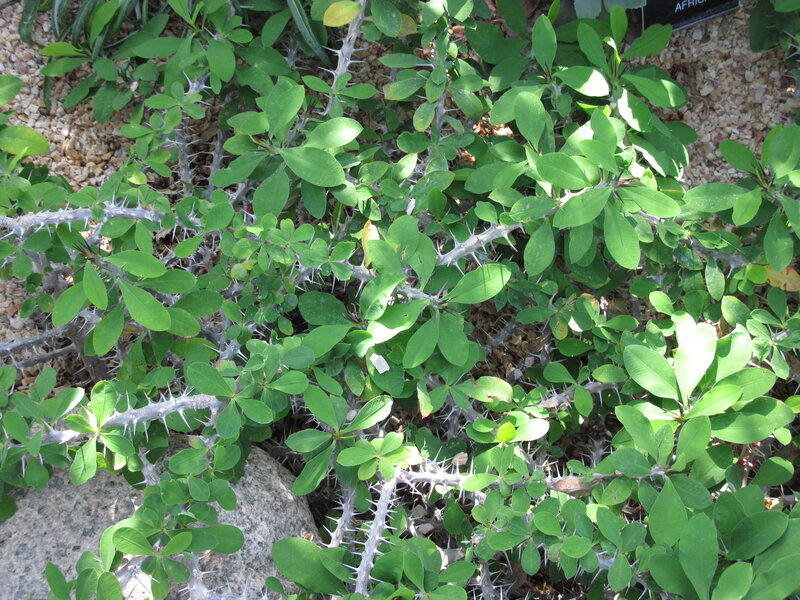 Spiny Green Plant