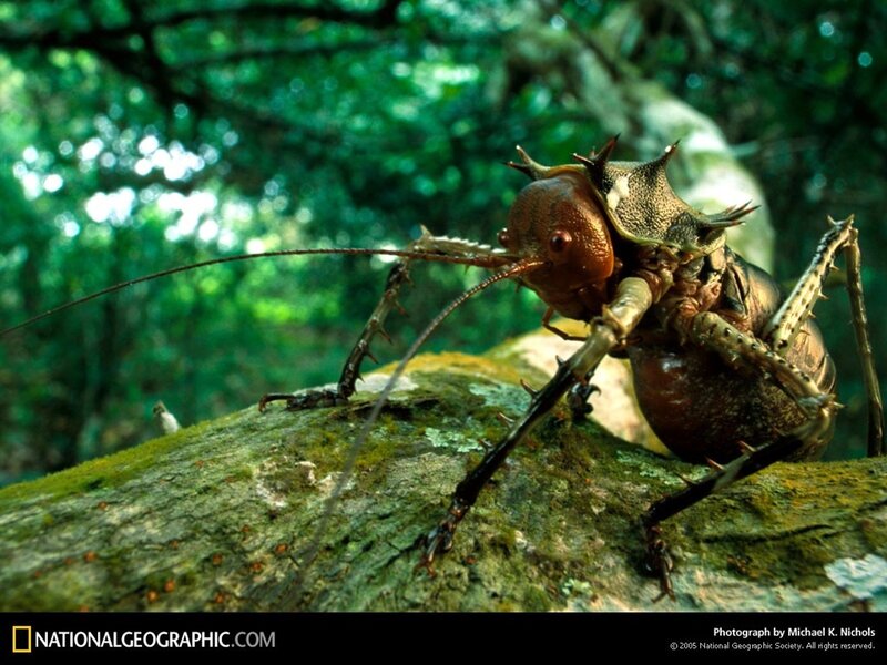 Spiny insect on a mossy log