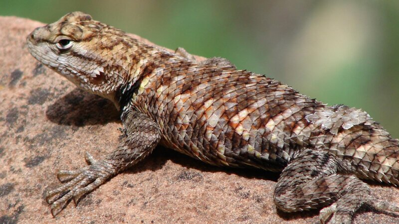 Spiny Lizard on Rock