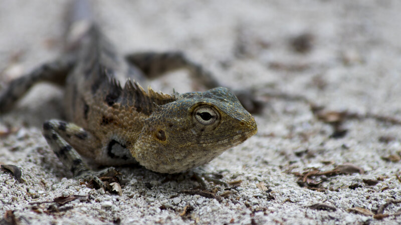 Spiny Lizard on Sand — Brown