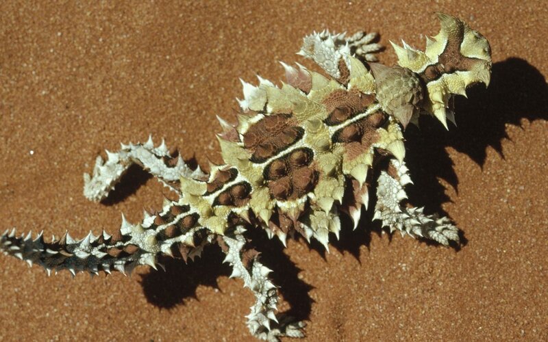 spiny lizard on sand