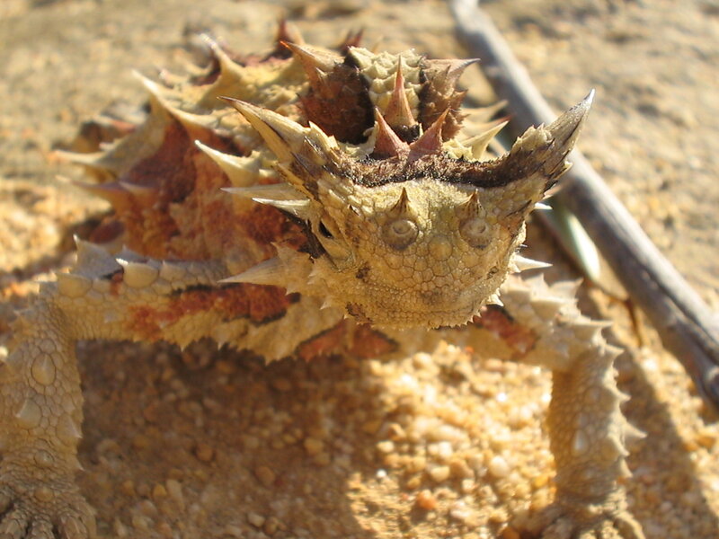 spiny lizard on sandy ground