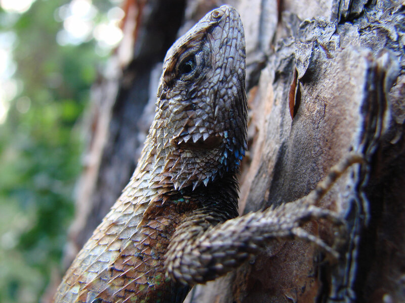 Spiny Lizard on Tree — Brown
