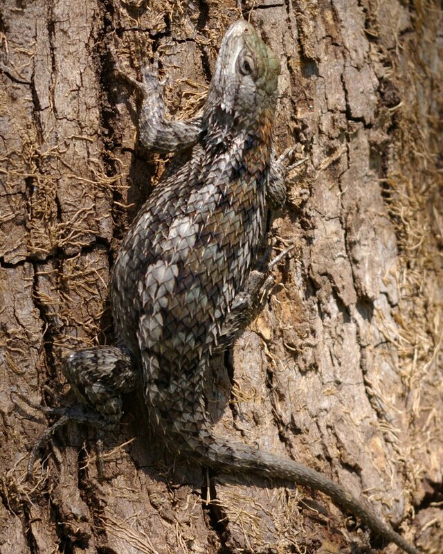 Spiny Lizard on Tree