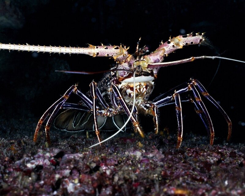 Spiny lobster on ocean floor