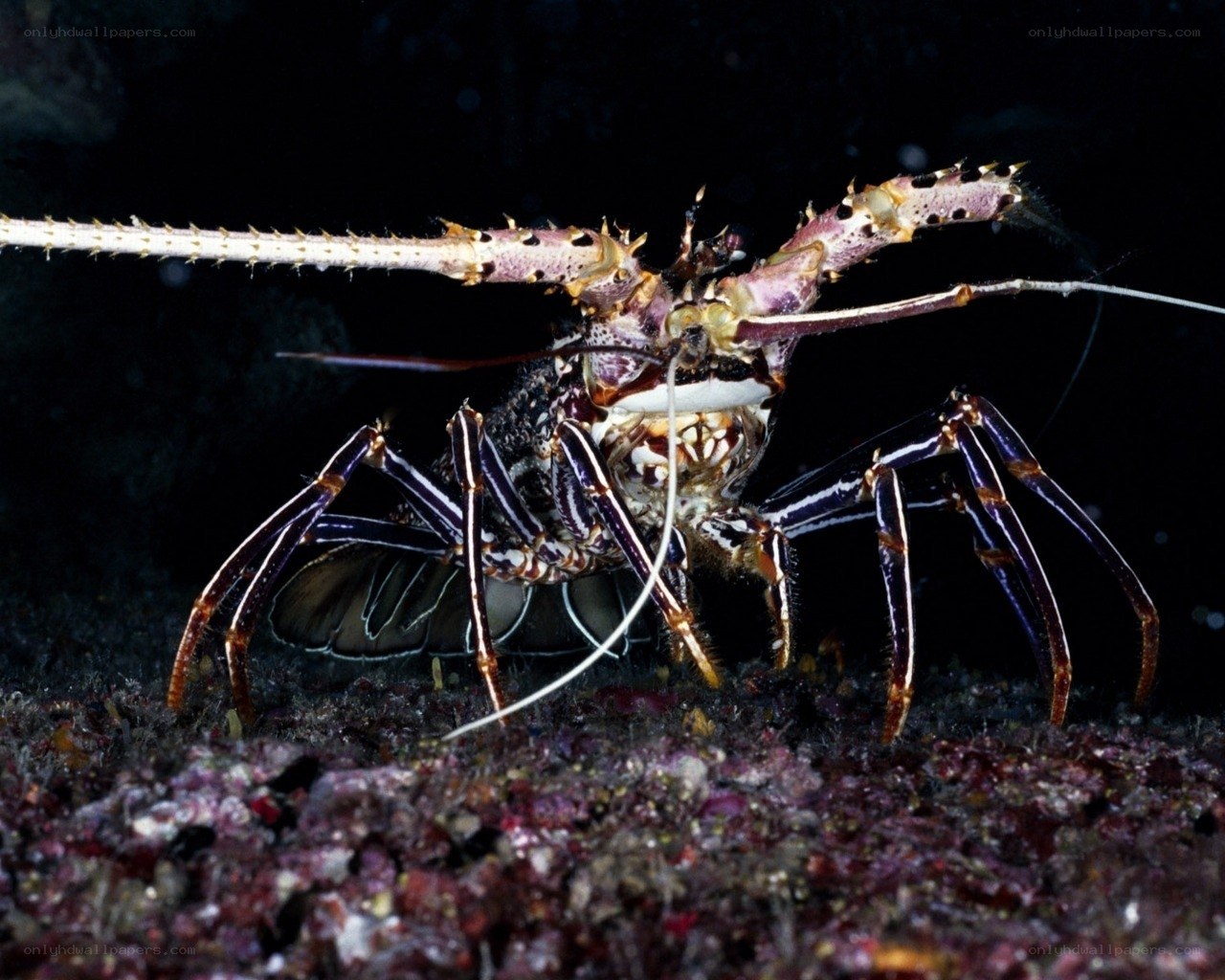 Spiny lobster on ocean floor