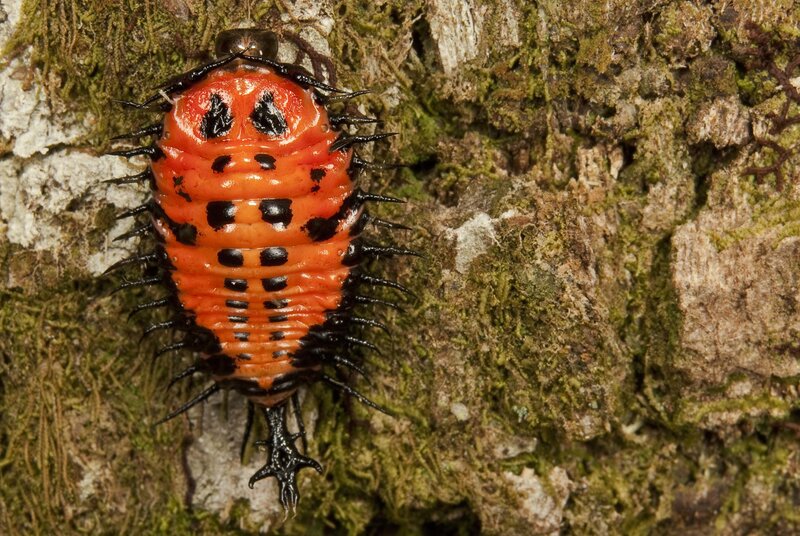 spiny orange caterpillar on tree