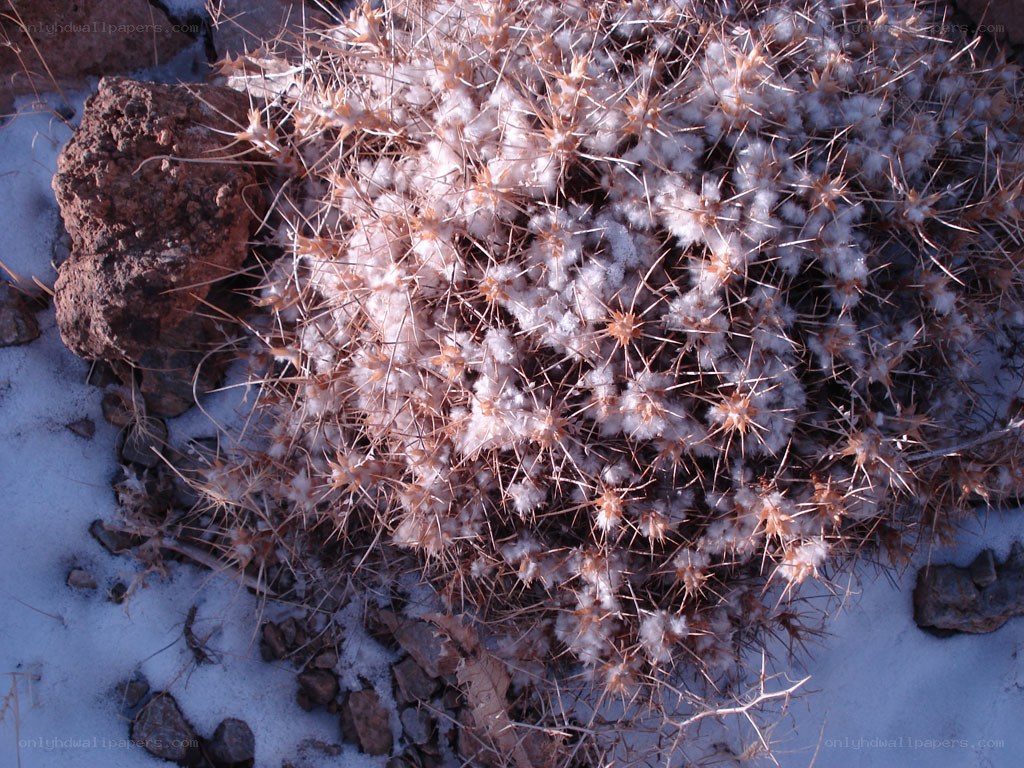 Spiny plant in snow