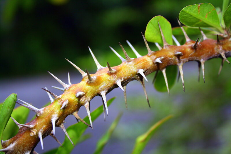 Spiny plant stem with green leaves