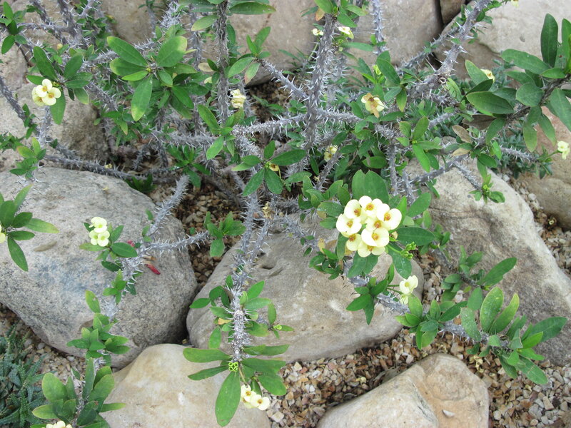 Spiny Plant with White Flowers