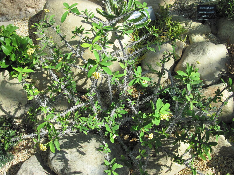 Spiny Plant with Yellow Flowers