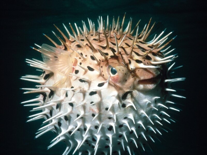spiny puffer fish