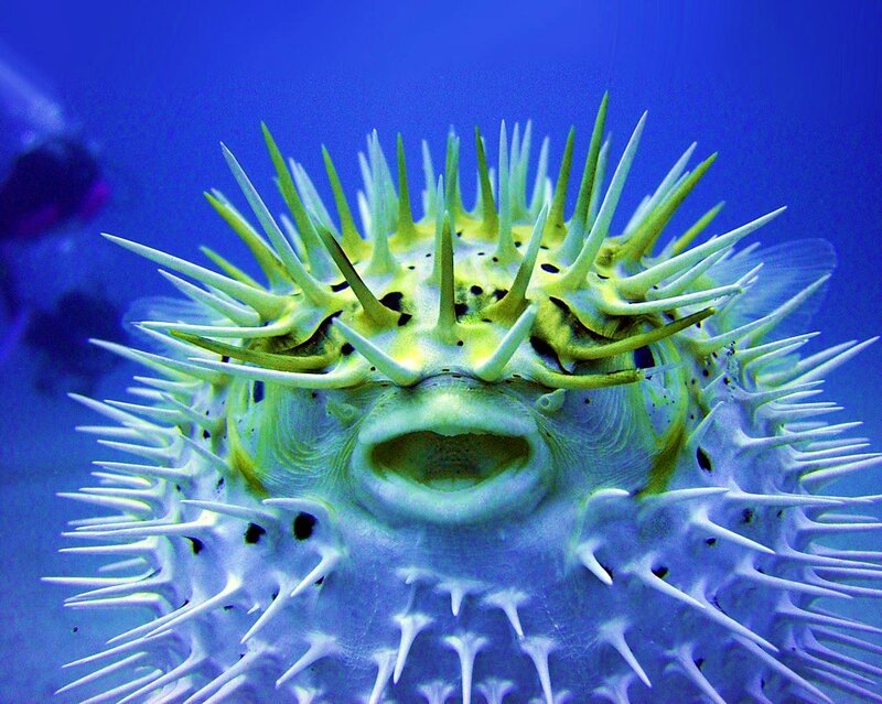 Spiny Puffer Fish — Blue