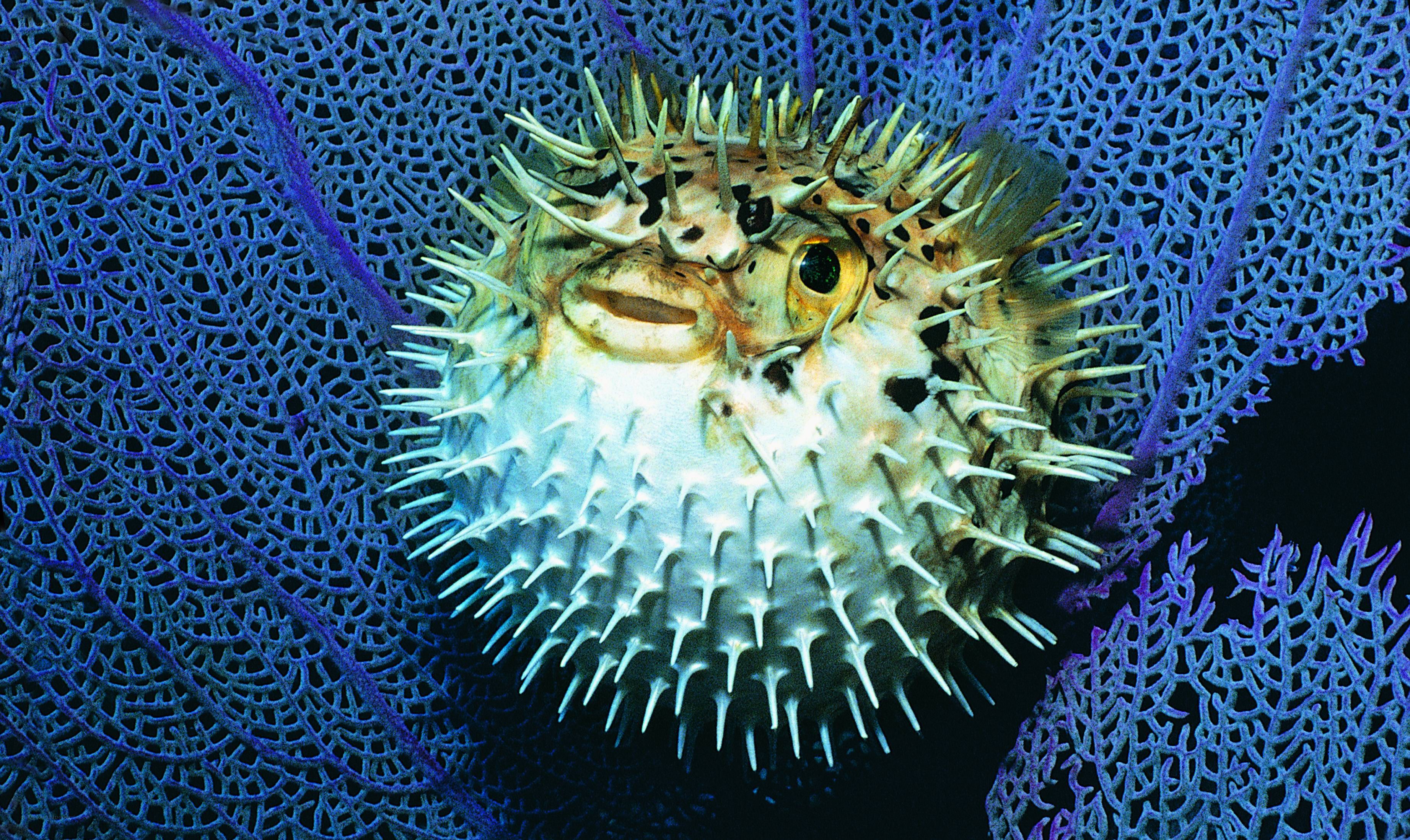 Spiny puffer fish in coral