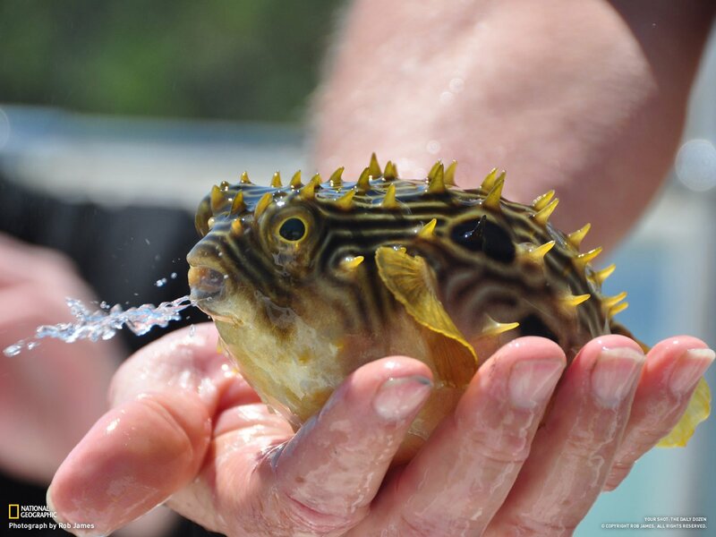 Spiny puffer fish in hand