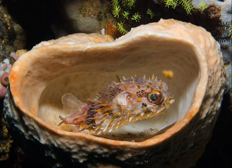 Spiny Puffer Fish in Shell