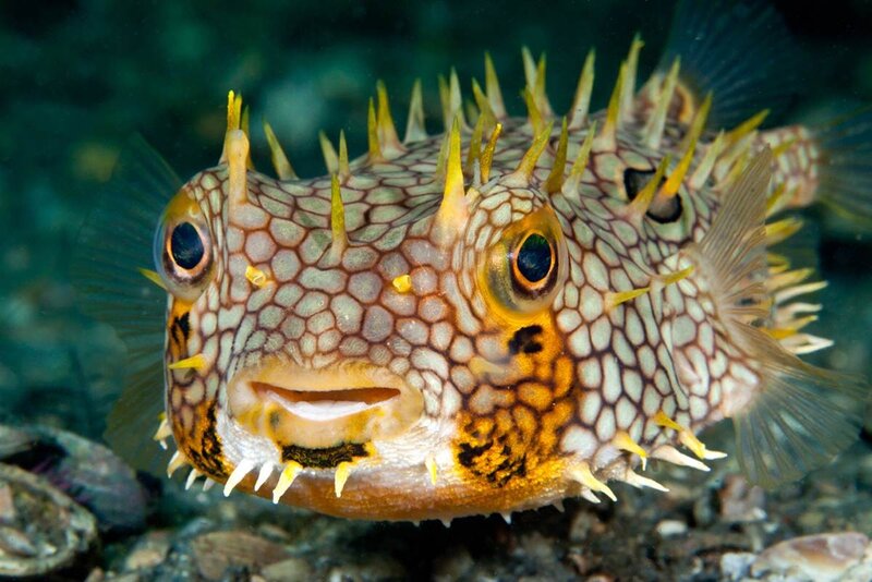 spiny puffer fish underwater