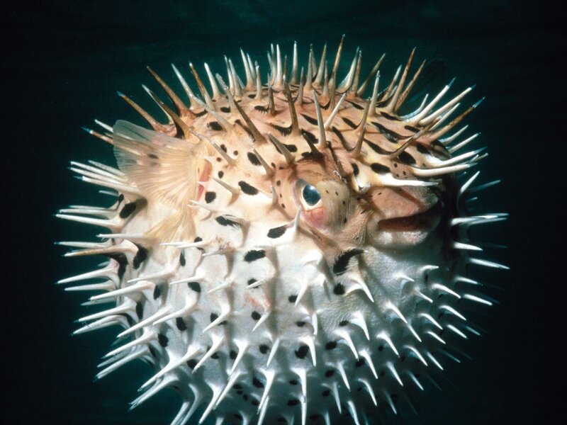 Spiny Puffer Fish — White