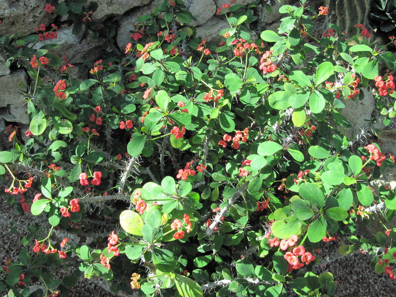 Spiny Red-flowered Plant — Green