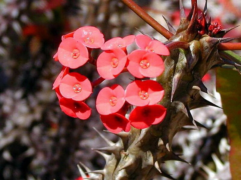 Spiny Red-flowered Plant