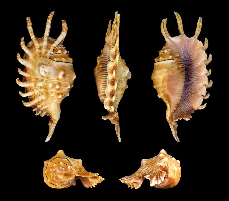 Spiny Seashell — Brown