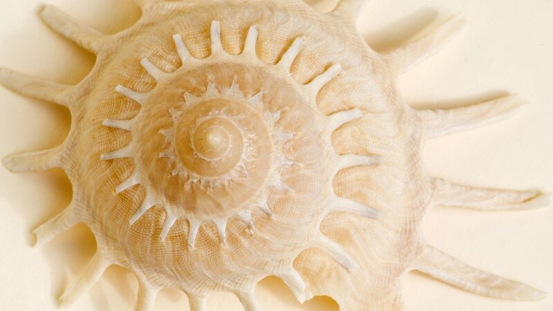 spiny seashell close-up