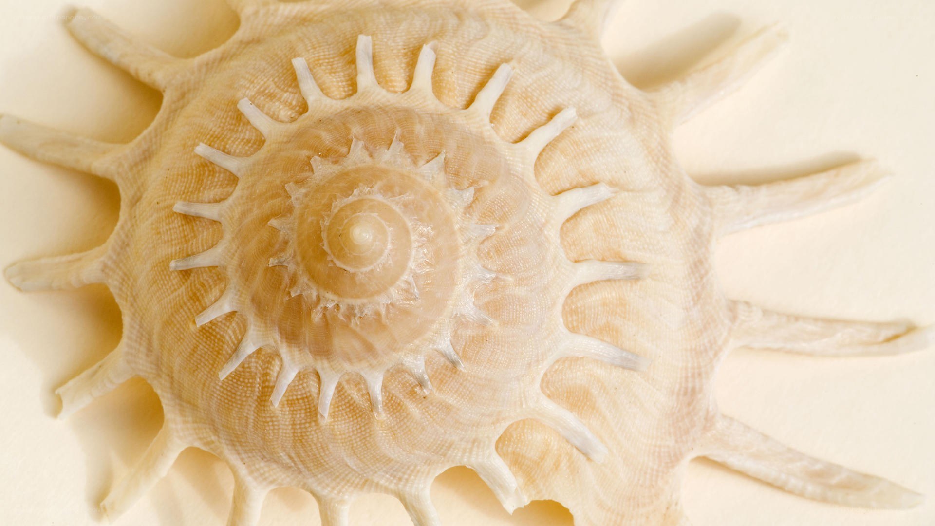 spiny seashell close-up