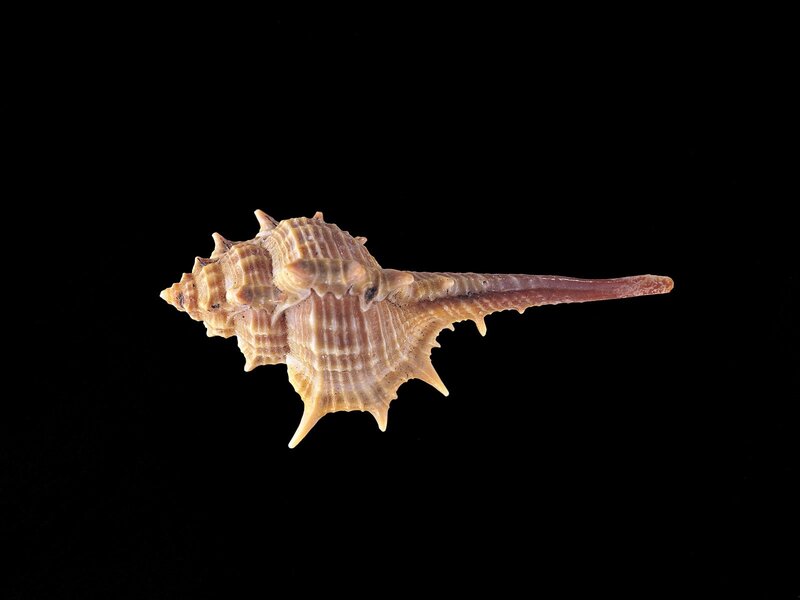 spiny seashell on black background