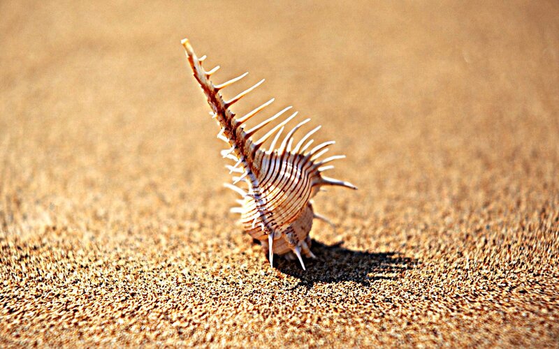 Spiny Seashell on Sand