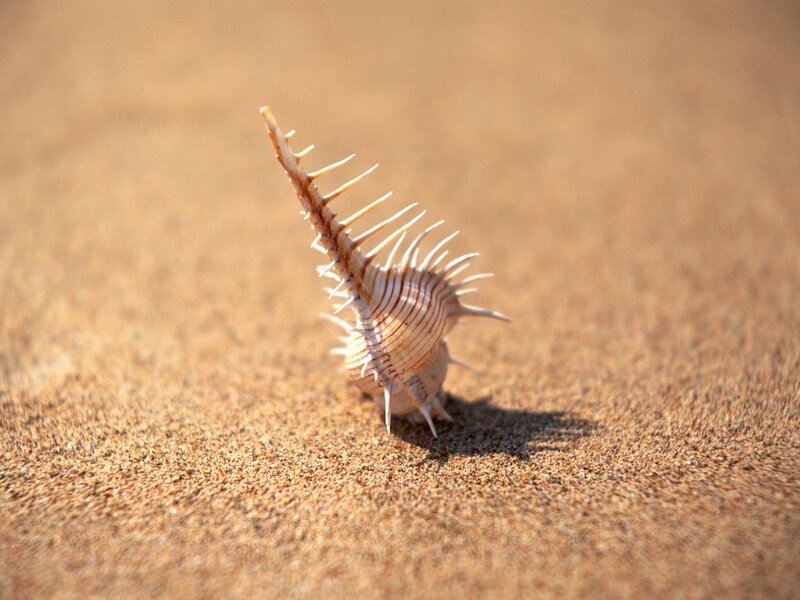 Spiny seashell on sandy beach