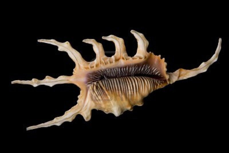 Spiny Seashell