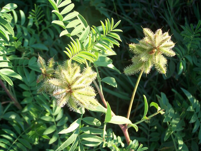 Spiny Seed Pods on Plant