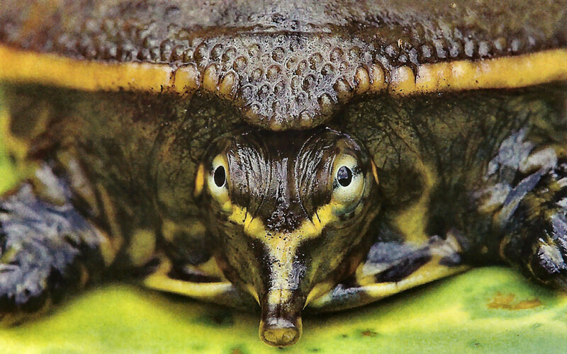 Spiny Softshell Turtle
