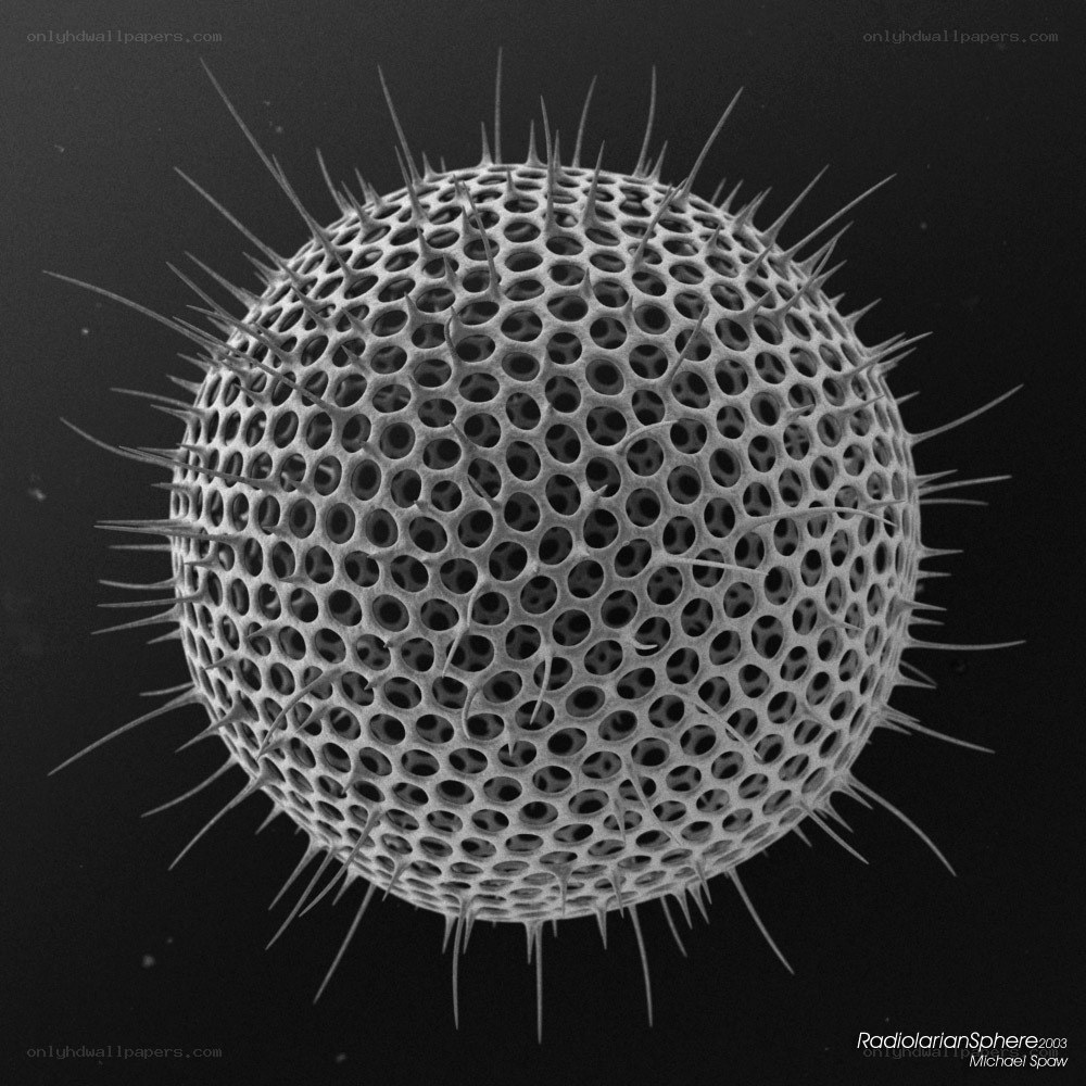 Spiny spherical microorganism