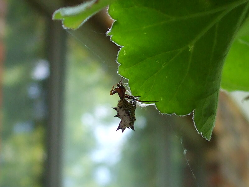 Spiny Spider on Leaf
