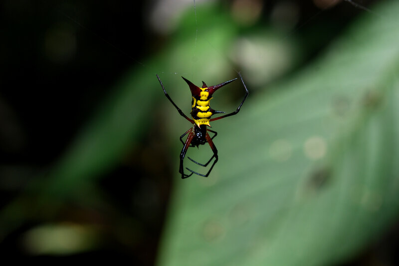 Spiny spider on web