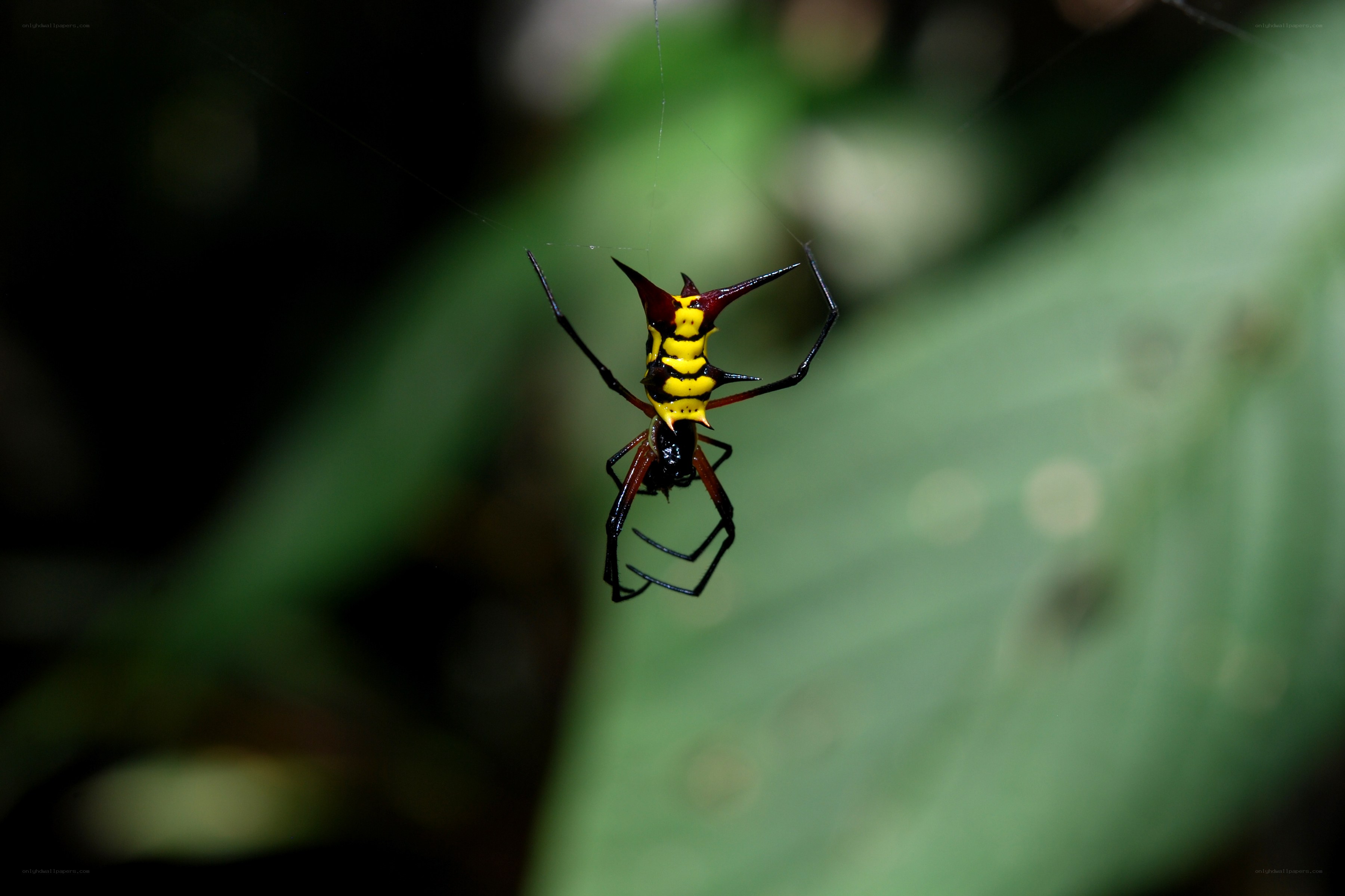 Spiny spider on web