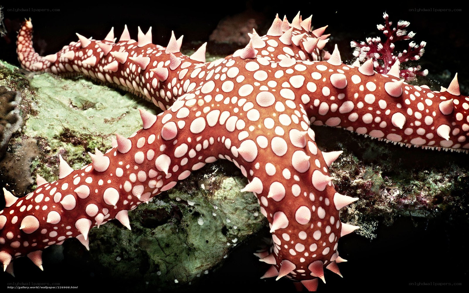 Spiny starfish on coral reef