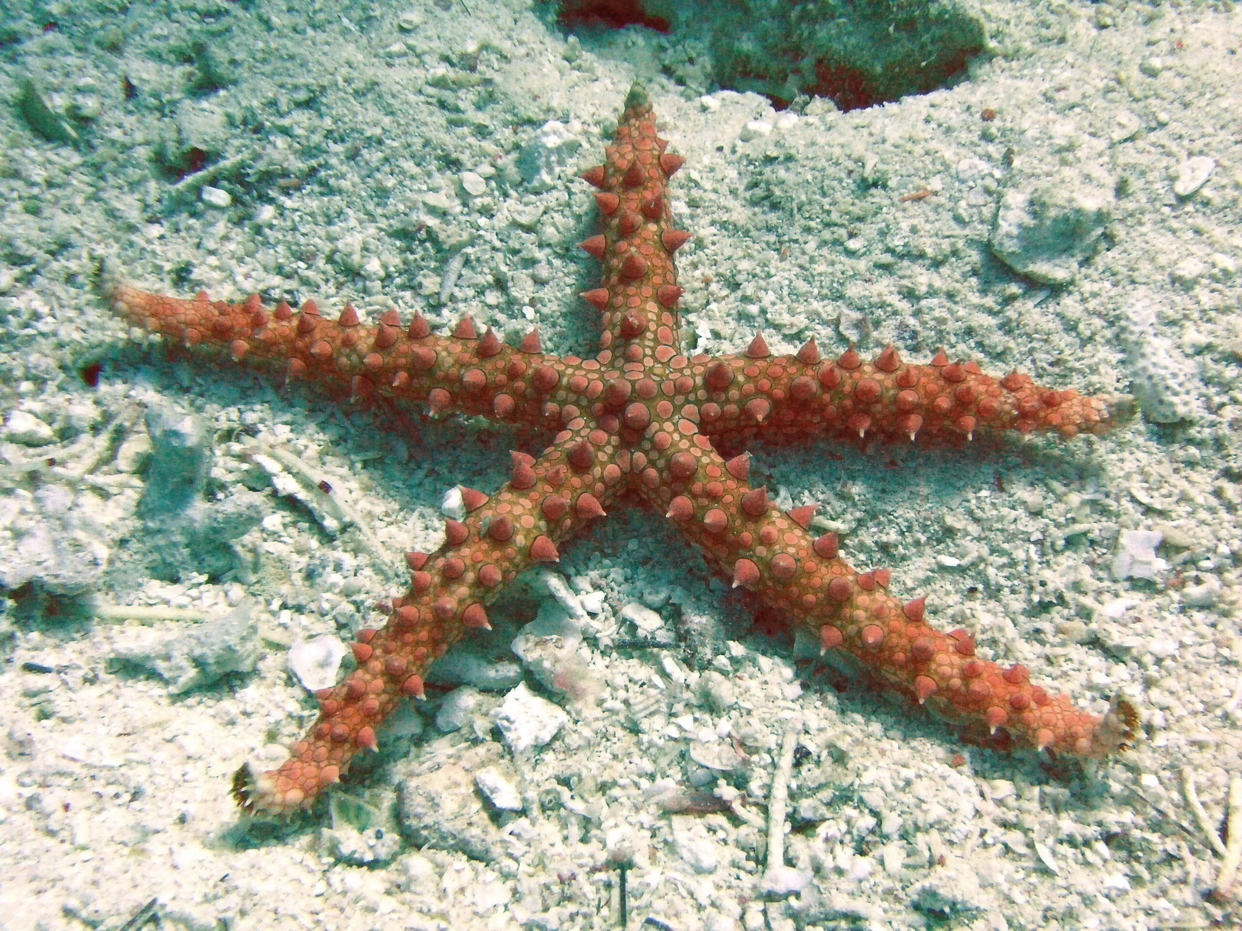 spiny starfish on ocean floor