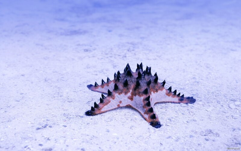 spiny starfish on sandy ocean floor