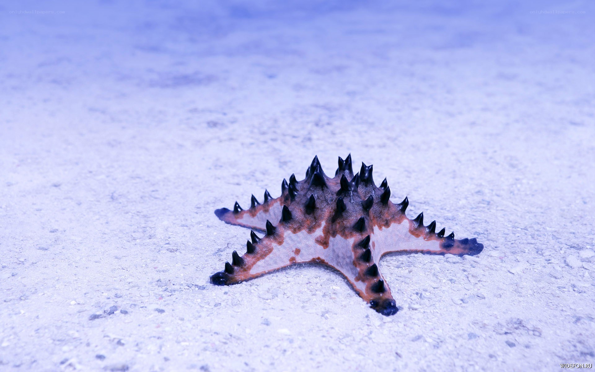 spiny starfish on sandy ocean floor