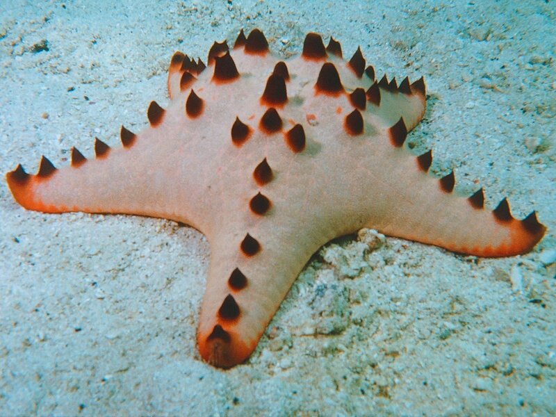 spiny starfish on sandy seabed