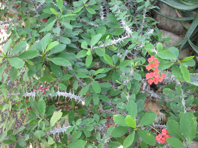 Spiny Succulent Plant — Green