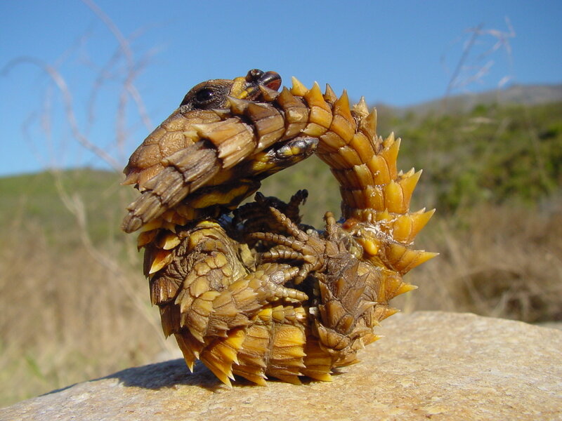 Spiny-tailed Lizard Coiled