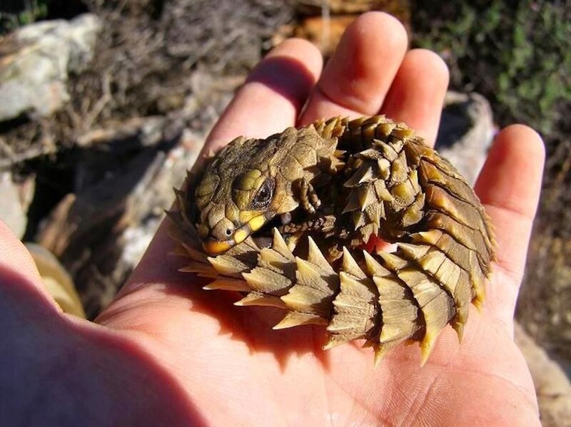 Spiny-tailed Lizard in Hand — Brown