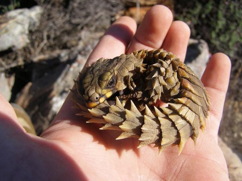 Spiny-tailed Lizard in Hand
