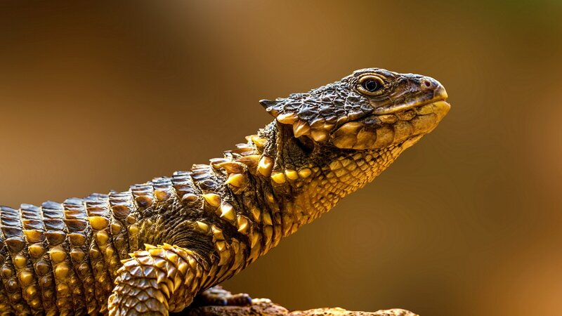 Spiny-tailed Lizard