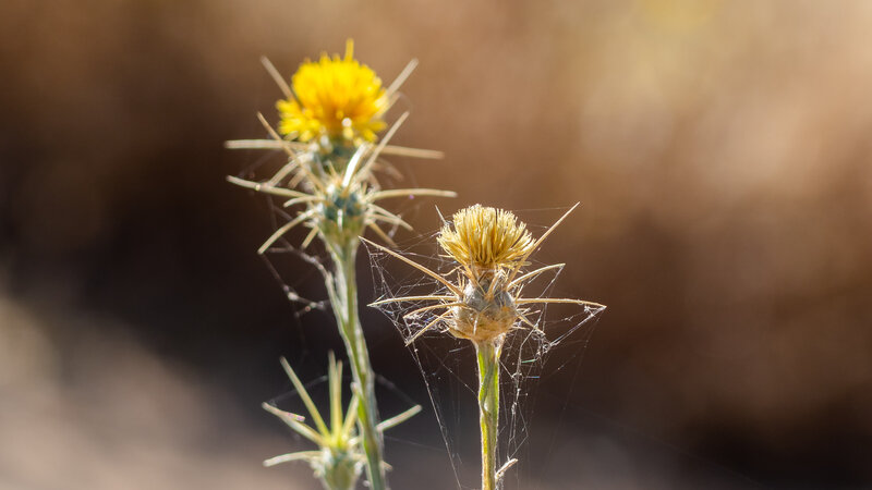 Spiny Yellow Flowers