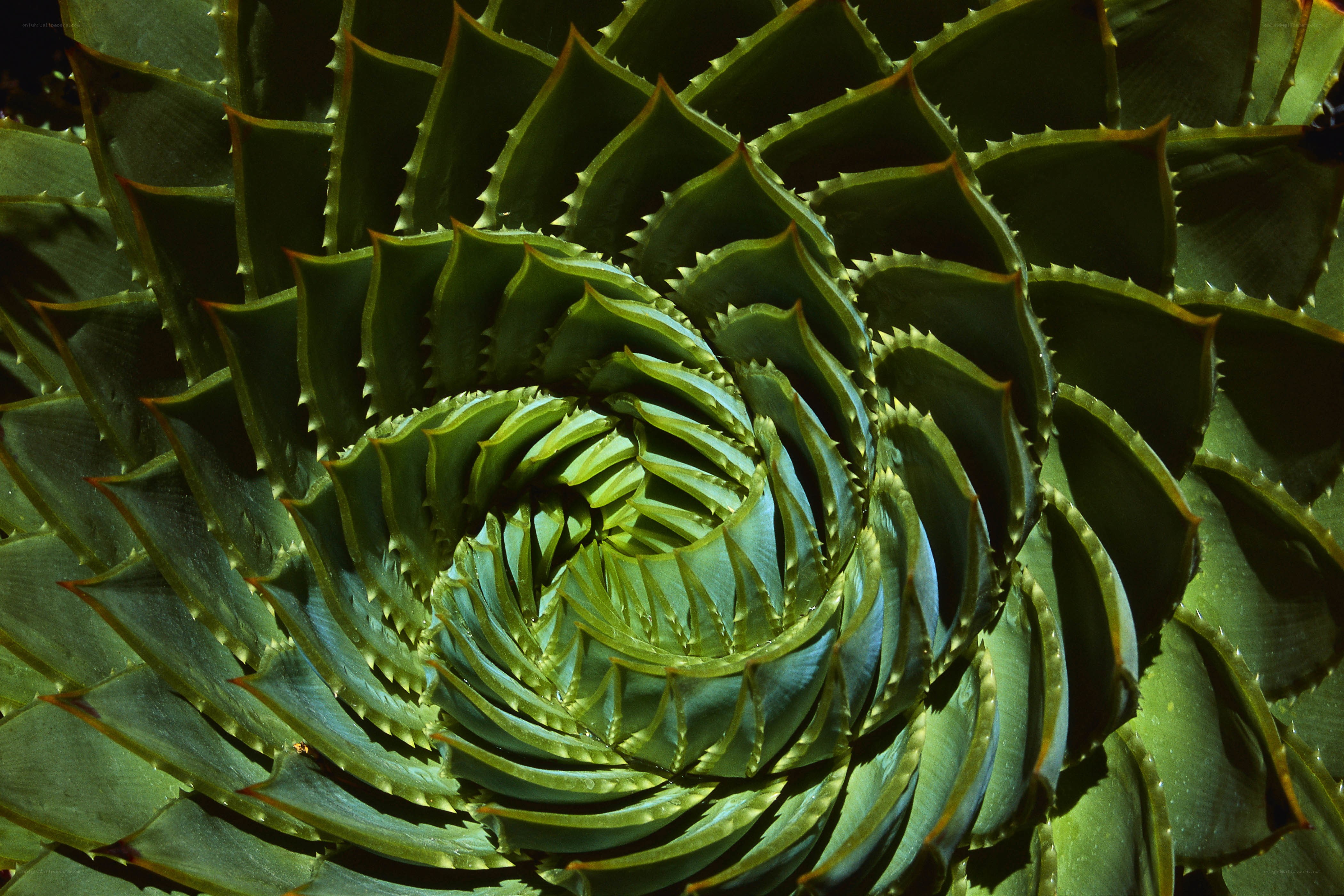spiral aloe vera rosette
